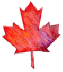 maple leaf