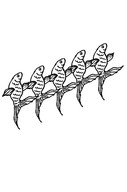 FiveGoldfish.jpg